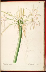 Crinum asiaticum var. pedunculatum